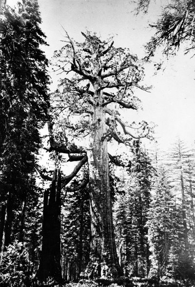 The Grizzly Giant, c.1860s by Carleton E. Watkins